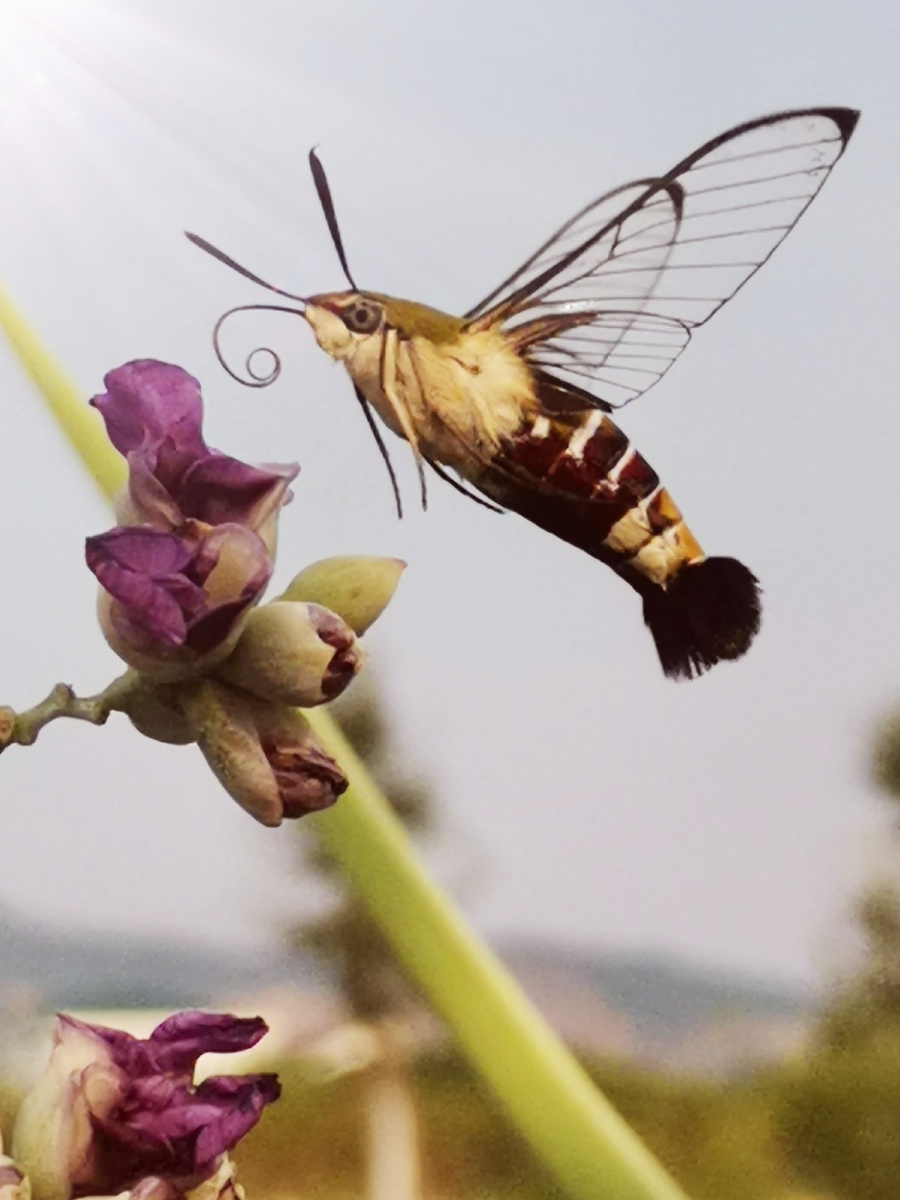 蜂鸟蜂我对大家说摄影师总能够遇到生活中那种奇妙的东西他有时候来的