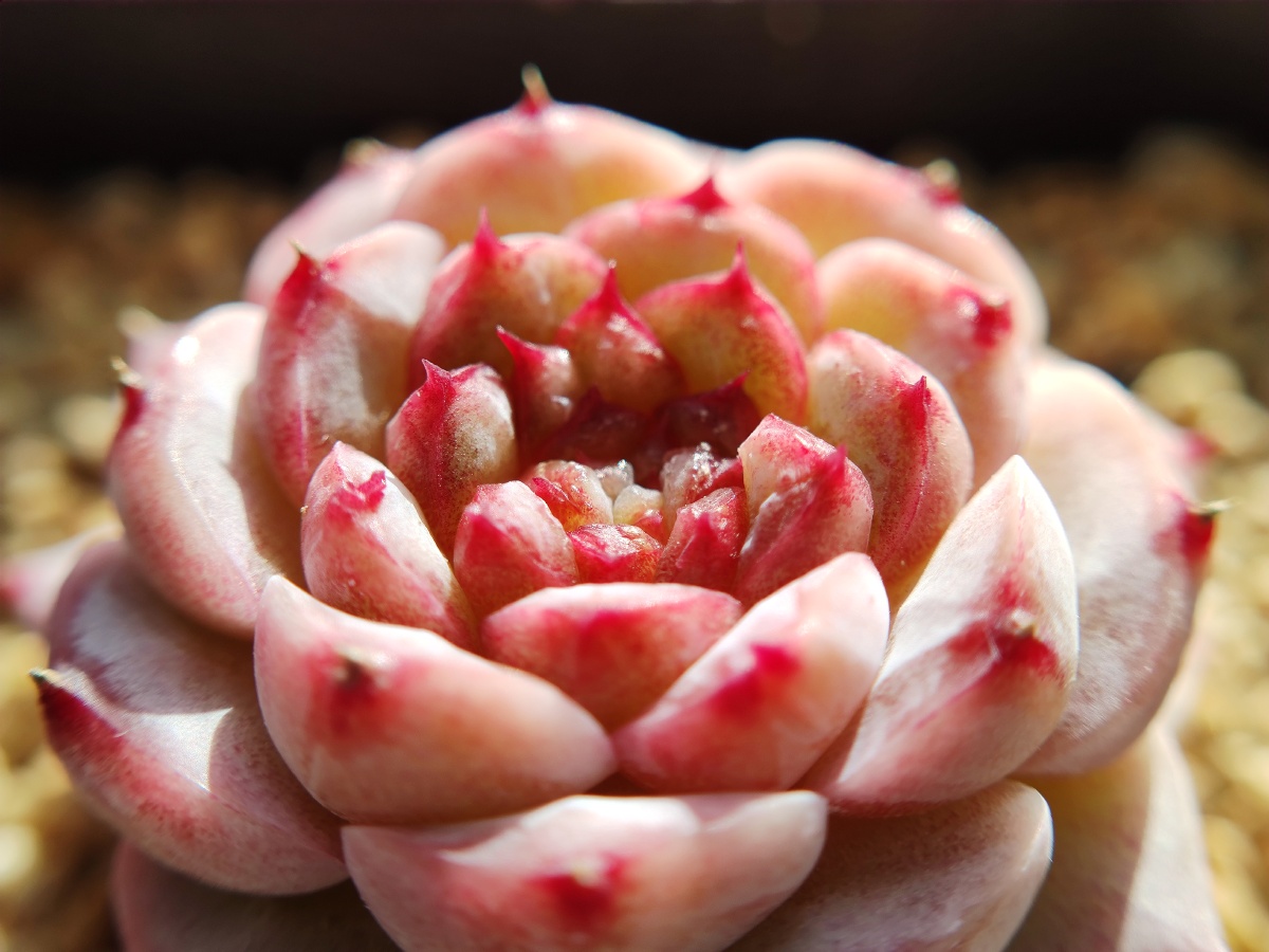 多肉植物 天鹅绒 - 宋老三mx3 - 图虫