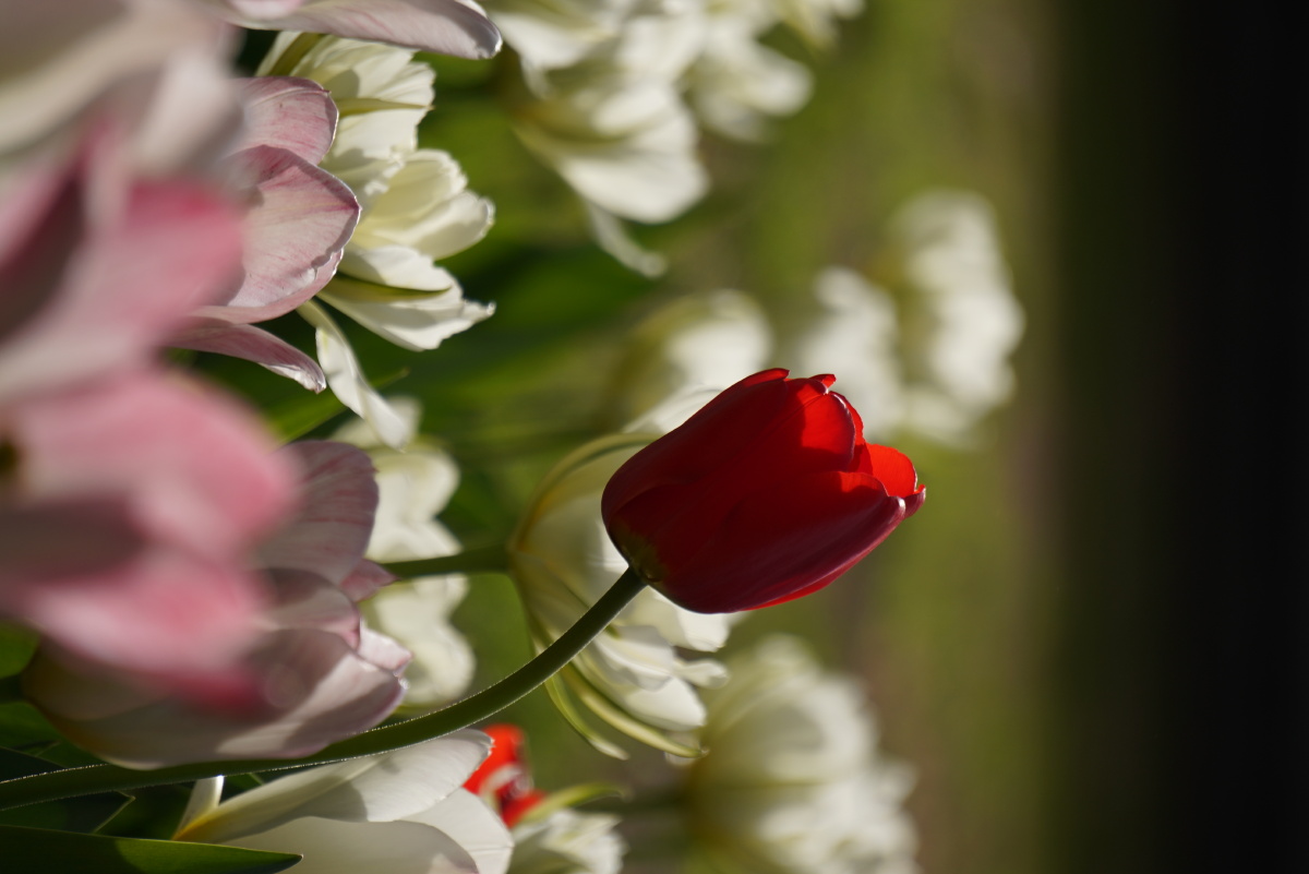 景山郁金香长焦色彩花风光 30 打开微信,使用"扫一扫"即可将网页分享