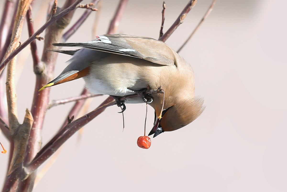 啄食动感十足的照片