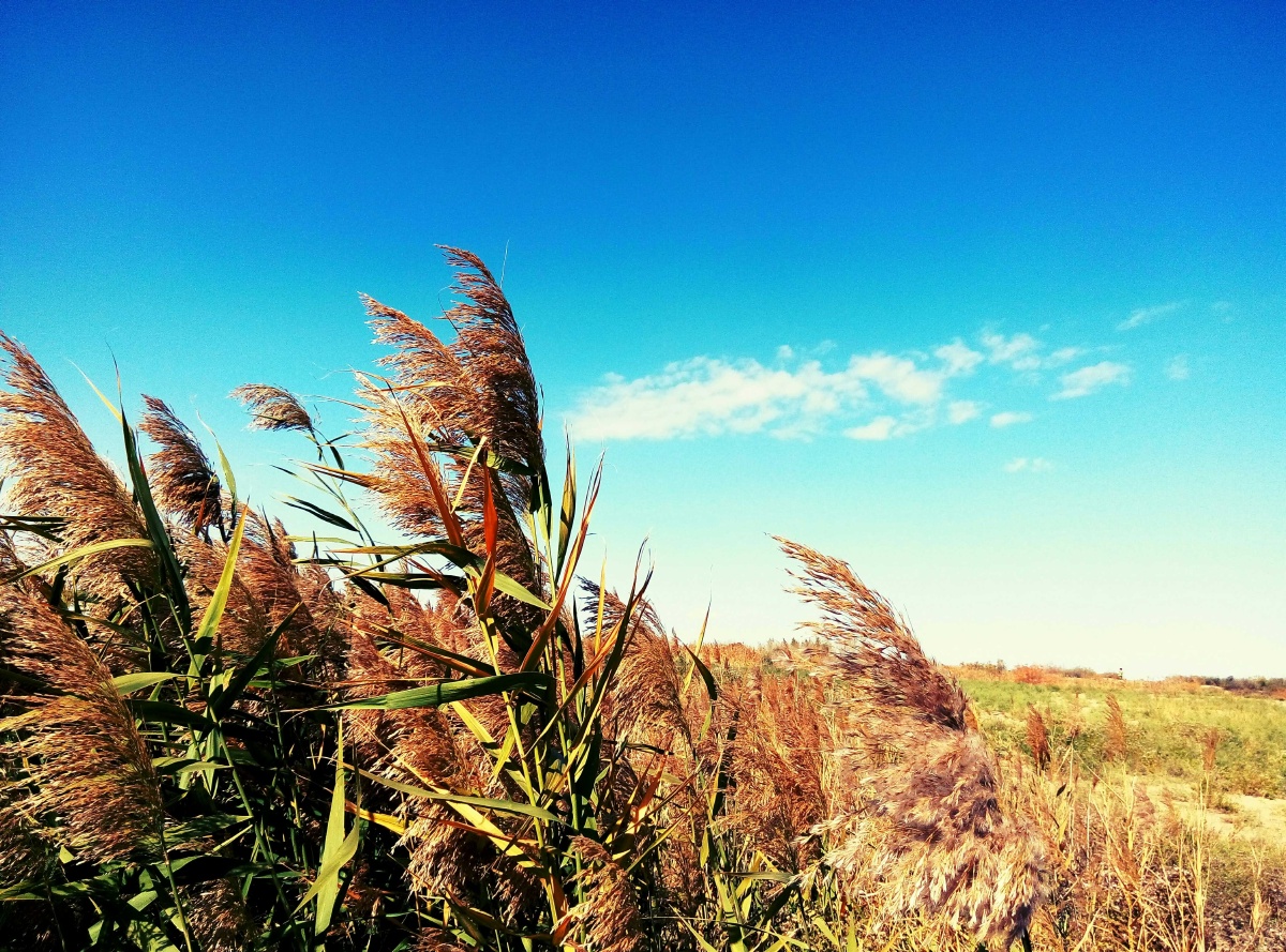 沙湖芦苇水域