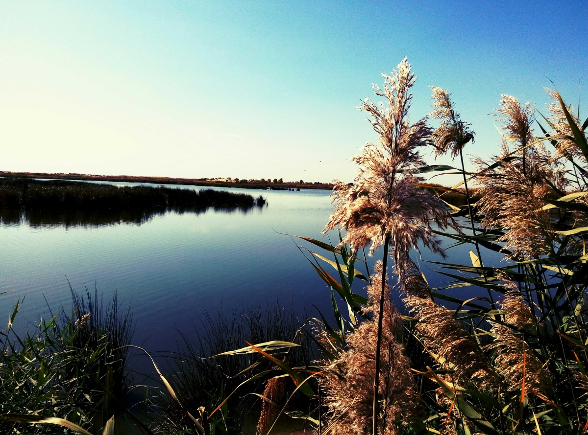 沙湖芦苇水域