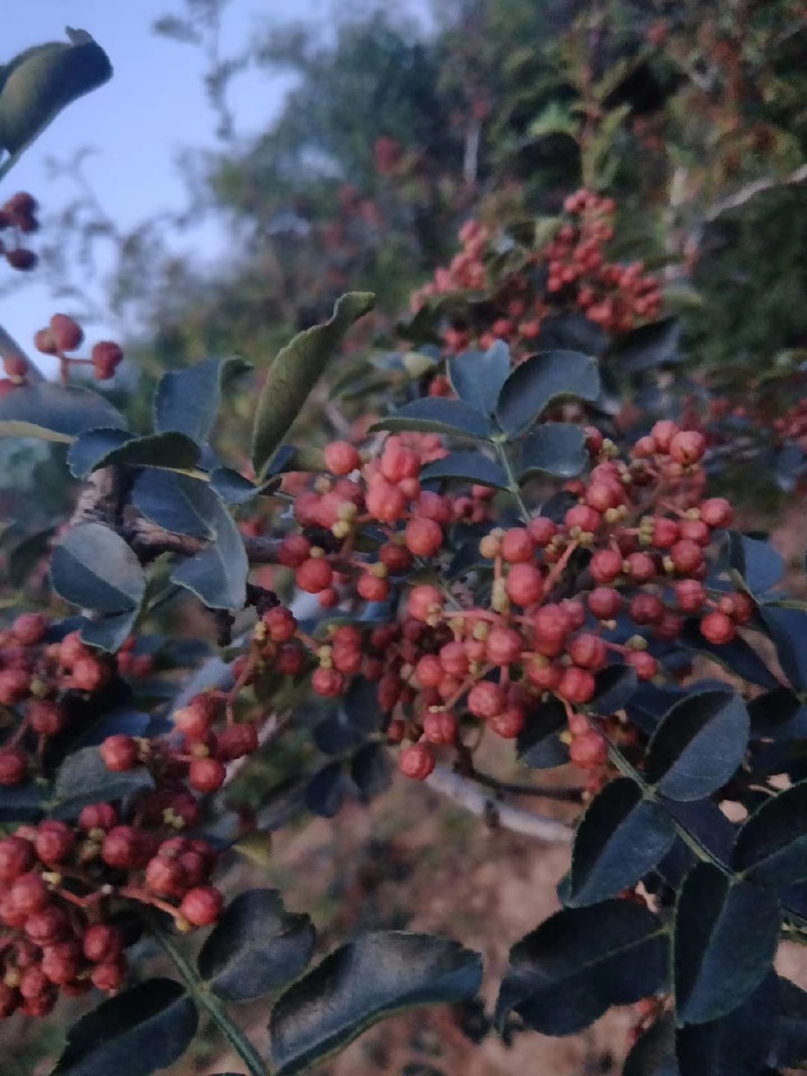富平花椒