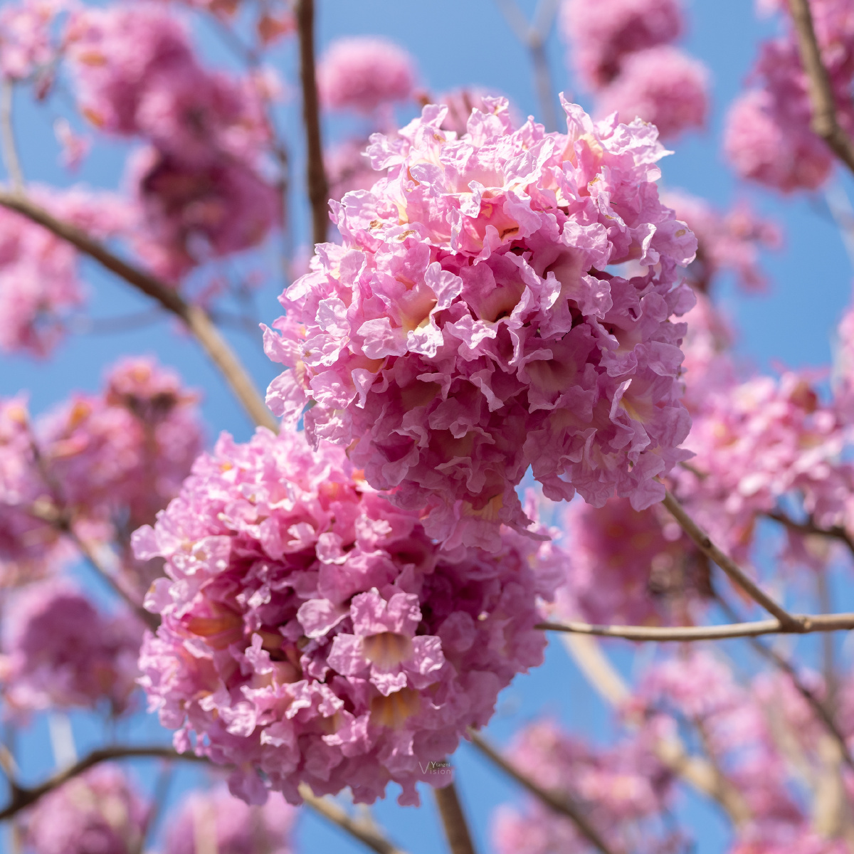 紫花风铃,紫气东来 2022年第一拍 - 杨汤米 - 图虫