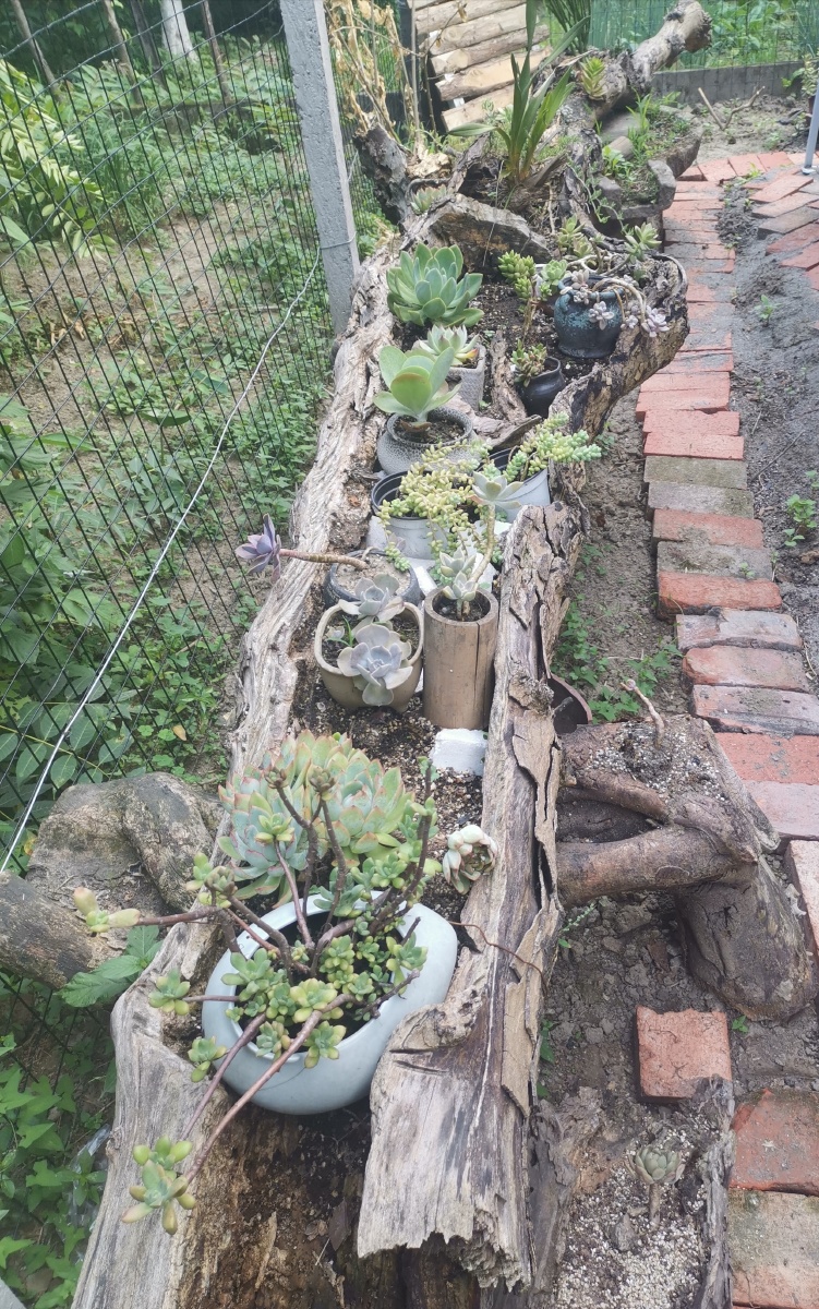 枯木配多肉美到极致