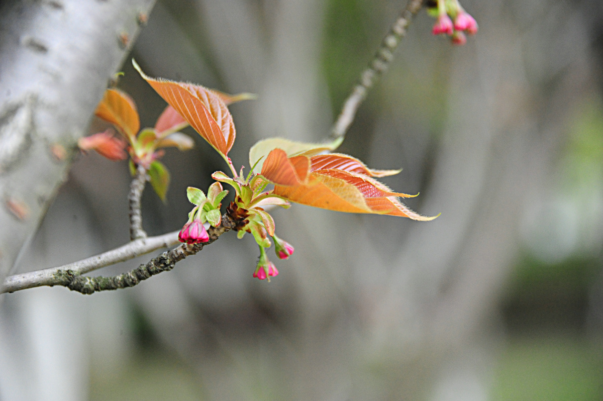 嫩芽樱花