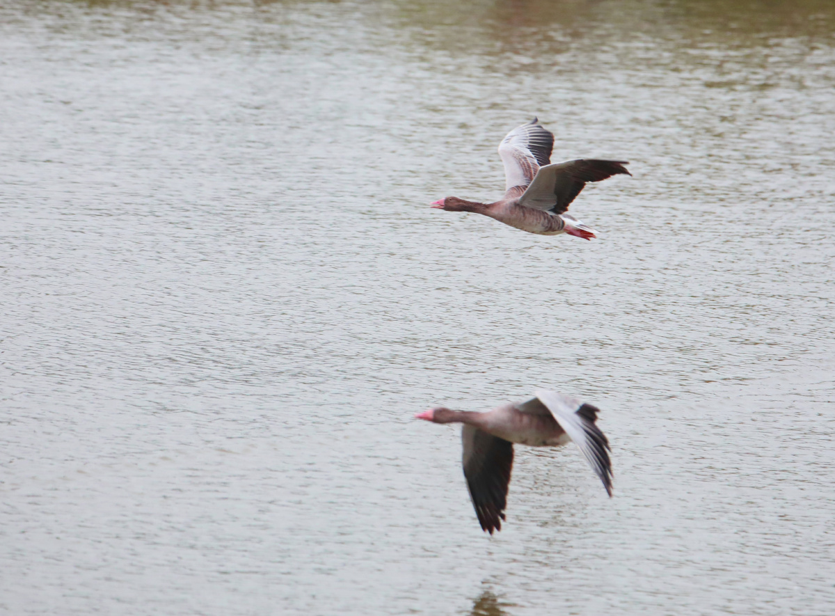 红嘴雁斑头雁美姿