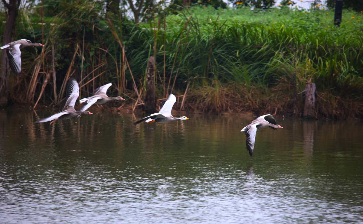 红嘴雁斑头雁美姿