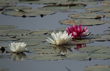 IMG_1436_