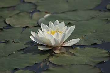 IMG_1437_