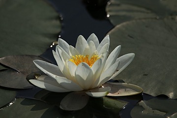 IMG_1442_