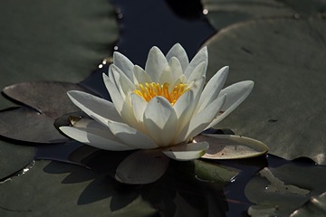 IMG_1440_