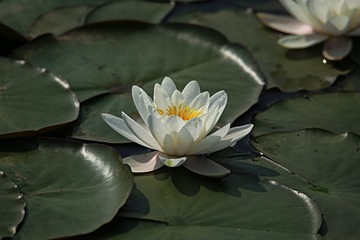 IMG_1444_