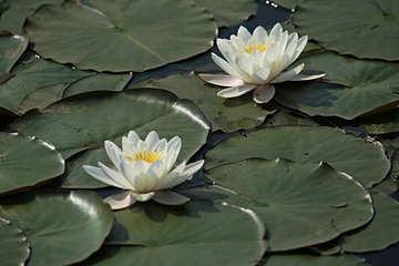 IMG_1445_