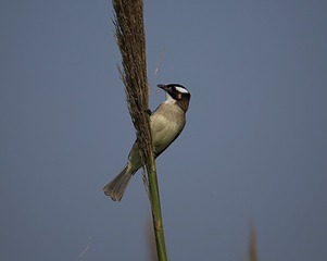 IMG_1419_