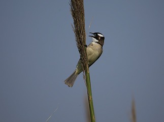 IMG_1418_