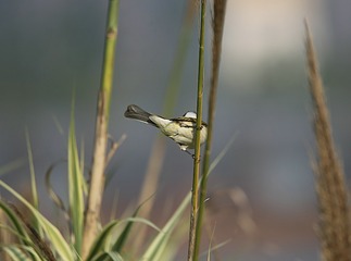 IMG_1413_