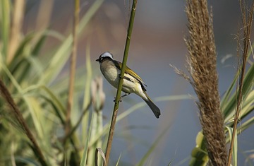 IMG_1411_