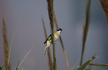 IMG_1415_