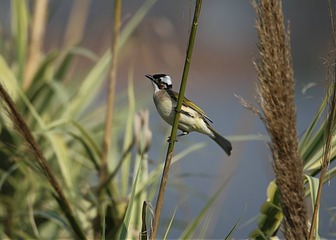 IMG_1410_