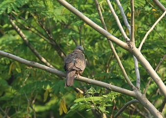 IMG_1340_