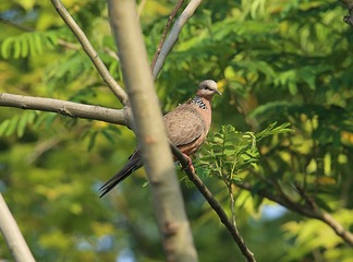 IMG_1369_