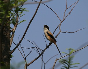 IMG_1462_