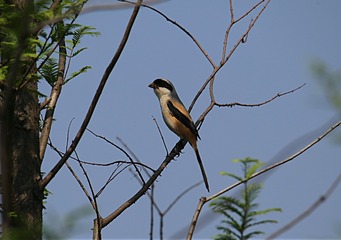 IMG_1464_