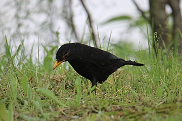 IMG_4205_