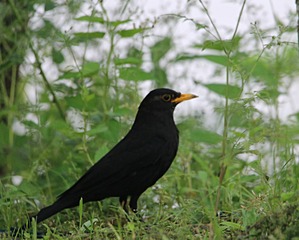 IMG_4203_