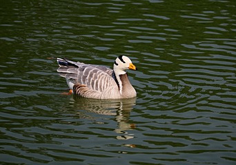IMG_4239_
