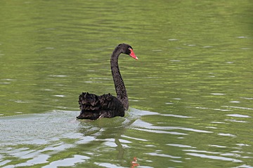 IMG_4206_