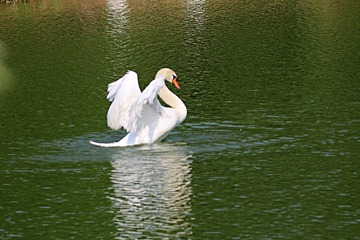 IMG_4231_