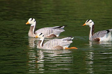 IMG_4212_