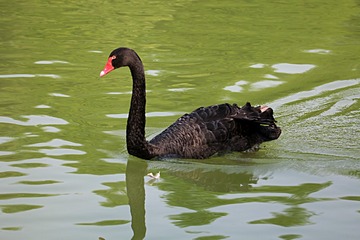 IMG_4223_