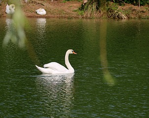 IMG_4230_