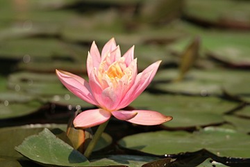 IMG_4260_