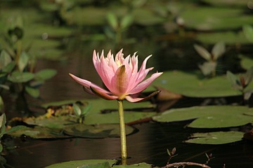 IMG_4258_