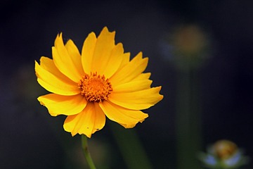 IMG_4254_
