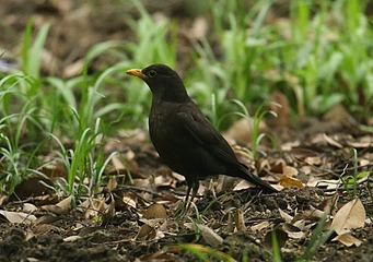 IMG_1598_