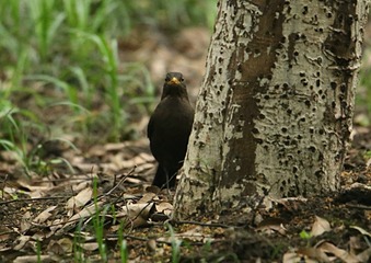 IMG_1590_