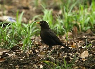 IMG_1604_