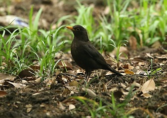 IMG_1601_