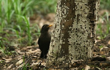 IMG_1592_