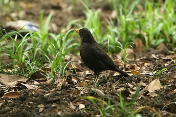 IMG_1602_