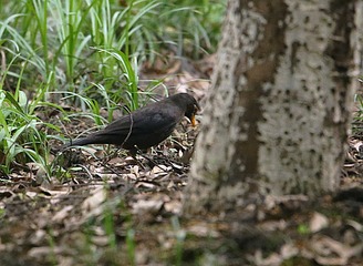 IMG_1589_