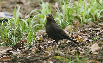IMG_1597_