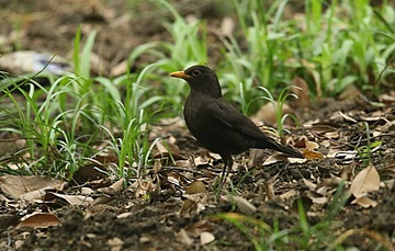 IMG_1595_