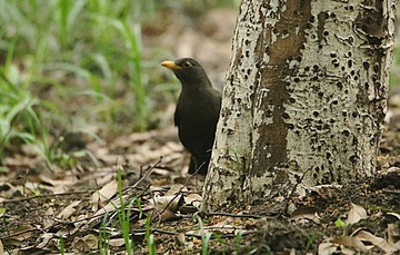 IMG_1593_