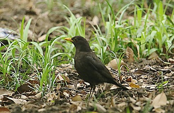 IMG_1599_